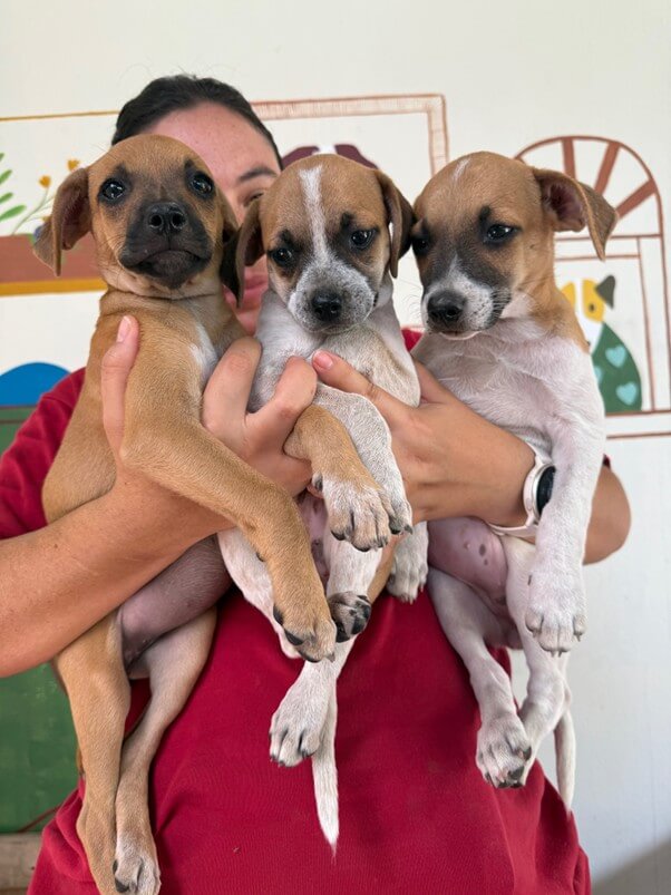 Torta, Galleta Y Oblea - Fundación Isla Animal